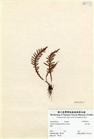 藏品(密毛蒿蕨)的圖片